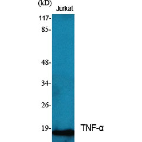 TNF Alpha Antibody - Western blot of TNF-alpha antibody