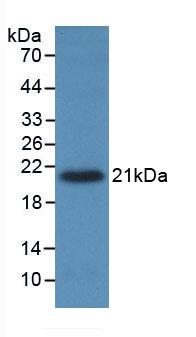 TNF Alpha Antibody - Western Blot; Sample: Recombinant TNFa, Porcine.