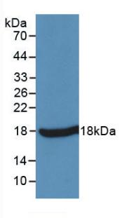TNF Alpha Antibody - Western Blot;Sample: Recombinant TNFa, Simian.