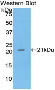 TNF Alpha Antibody - Western blot of recombinant TNF Alpha.  This image was taken for the unconjugated form of this product. Other forms have not been tested.