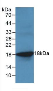 TNF Alpha Antibody - Western Blot;Sample: Recombinant TNFa, Ovine.