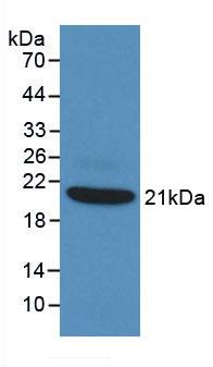 TNF Alpha Antibody - Western Blot; Sample: Recombinant TNFa, Rabbit.