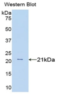 TNF Alpha Antibody - Western blot of recombinant TNF Alpha.  This image was taken for the unconjugated form of this product. Other forms have not been tested.