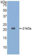 TNF Alpha Antibody - Western Blot; Sample: Recombinant TNFa, Rabbit.