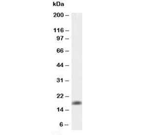 TNF Alpha Antibody - Western blot testing of 0.5ng/lane of mouse TNFa recombinant protein with mouse TNF alpha antibody at 0.5ug/ml.