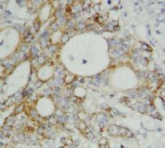 TNF Alpha Antibody -  This image was taken for the unconjugated form of this product. Other forms have not been tested.