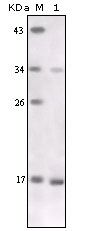 TNF Alpha Antibody - Western blot of TNF-alpha mouse mAb against TNF-alpha recombinant protein.