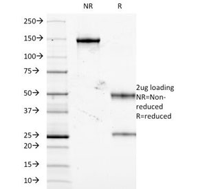 TNF Alpha Antibody - SDS-PAGE Analysis of Purified, BSA-Free TNF-alpha Antibody (clone J2D10). Confirmation of Integrity and Purity of the Antibody.
