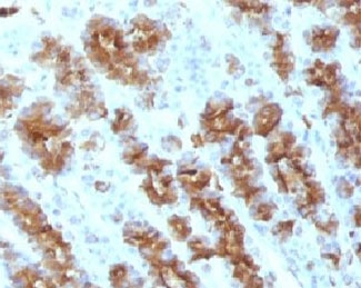 TNF Alpha Antibody - Formalin-fixed, paraffin-embedded rat stomach stained with TNF alpha antibody.  This image was taken for the unmodified form of this product. Other forms have not been tested.