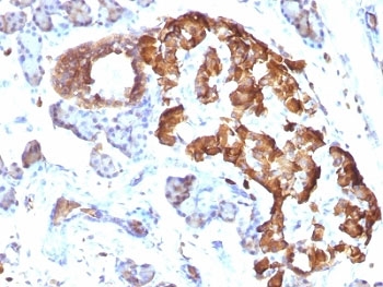 TNF Alpha Antibody - Formalin-fixed, paraffin-embedded rat pancreas stained with TNF alpha antibody.  This image was taken for the unmodified form of this product. Other forms have not been tested.