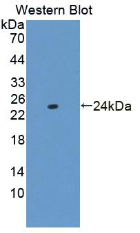 TNF Alpha Antibody - Western Blot; Sample: Recombinant TNFa, Mouse.