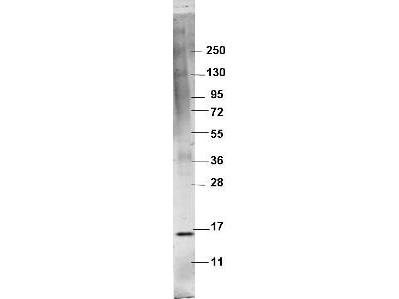 TNF Alpha Antibody - Western blot using the protein-A purified anti-swine TNFa antibody shows detection of recombinant Swine TNFa at about 16.9 kDa raised in yeast. The identity of the faint band at 135 kDa is not known. The protein was purified and resolved by SDS-PAGE, then transferred to PVDF membrane. Membrane was blocked with 3% BSA (BSA-30, diluted 1:10), and probed with 1 µg/mL primary antibody overnight at 4°C. After washing, membrane was probed with for 45 min at room temperature.
