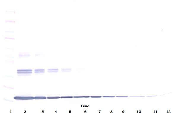 TNF Alpha Antibody - Anti-Murine TNF-a Western Blot Unreduced