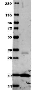 TNF Alpha Antibody - Anti-Human TNF-a Antibody - Western Blot. Western blot of Anti-Human TNF-a (RABBIT) Antibody. Membrane blocked in 1% BSA-TBS-T 30 min RT, Rb-a-TNF alpha added at 1:1000 in 1% BSA-TBS-T o/n 4C, DyLight 649 Gt-a-Rb added at 1:20000 in MB-070 30 min RT.