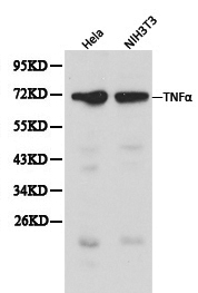 TNF Alpha Antibody - Western blot of TNF- alpha pAb in extracts from Hela and NIH3T3 cells.