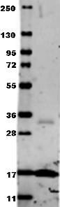 TNF Alpha Antibody - Anti-Human TNF-a Antibody - Western Blot. Western blot of Anti-Human TNF-a (RABBIT) Antibody. Membrane blocked in 1% BSA-TBS-T 30 min RT, Rb-a-TNF alpha added at 1:1000 in 1% BSA-TBS-T o/n 4C, DyLight 649 Gt-a-Rb added at 1:20000 in MB-070 30 min RT.
