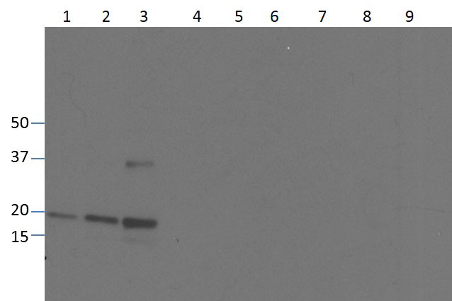 TNF Alpha Antibody - Western blot of Anti-Human TNF-a (RABBIT) Antibody. Lane 1: 250ng human recombinant TNF. Lane 2: 500ng human recombinant TNF. Lane 3: 1000ng human recombinant TNF. Membrane blocked in Blotto p/n B501-0500 for 30 min RT. Primary antibody: Rb-a-TNF alpha added at 1:1000 in overnight at 4°C. Secondary Antibody : Gt-a-Rb HRP p/n 611-103-122 added at 1:20,000 in 5% Blotto for 30 min RT. (5 second exposure).
