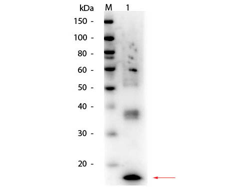 TNF Alpha Antibody - Western Blot of Mouse TNFa Antibody. Lane 1: Mouse TNFa. Load: 50 ng per lane. Primary antibody: Mouse TNFa antibody at 1:1,000 overnight at 4°C. Secondary antibody: HRP rabbit secondary antibody at 1:40,000 for 30 min at RT. Block: MB-070 for 30 min at RT. Predicted/Observed size: 17 kDa, 17 kDa for Mouse TNFa.