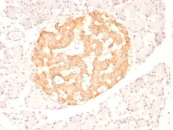 TNF Alpha Antibody - Formalin-fixed, paraffin-embedded rat pancreas stained with TNFa antibody (TNF706).  This image was taken for the unmodified form of this product. Other forms have not been tested.