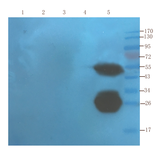 TNF Alpha Antibody - WB on tissues from various species