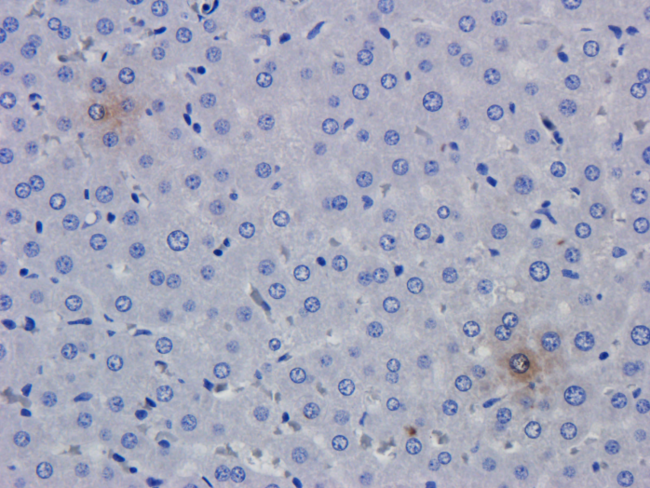 TNF Alpha Antibody - WB on tissues of various species.