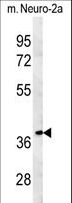 TNFAIP1 Antibody - TNFAIP1 Antibody western blot of mouse Neuro-2a cell line lysates (35 ug/lane). The TNFAIP1 antibody detected the TNFAIP1 protein (arrow).