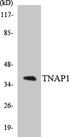 TNFAIP1 Antibody - Western blot analysis of the lysates from 293 cells using TNAP1 antibody.