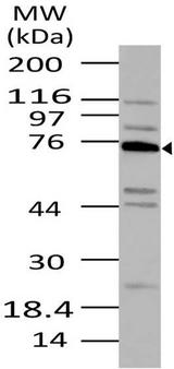 TNFAIP2 Antibody - Fig-1: Western blot analysis of Tnfaip2 . Anti-Tnfaip2 antibody was used at 4 µg/ml on A549 lysate.