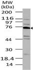 TNFAIP2 Antibody - Fig-1: Western blot analysis of Tnfaip2 . Anti-Tnfaip2 antibody was used at 4 µg/ml on A549 lysate.