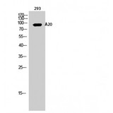 TNFAIP3 / A20 Antibody - Western blot of A20 antibody