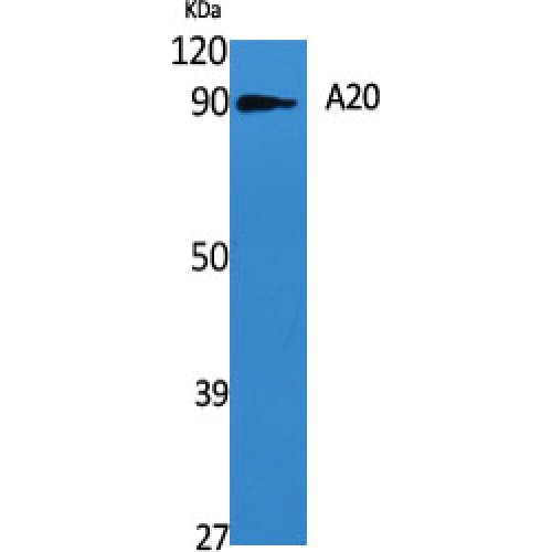 TNFAIP3 / A20 Antibody - Western blot of A20 antibody