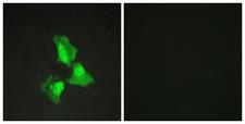 TNFAIP3 / A20 Antibody - Immunofluorescence analysis of HepG2 cells, using TNAP3 Antibody. The picture on the right is blocked with the synthesized peptide.