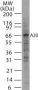 TNFAIP3 / A20 Antibody - Western blot analysis for antibody at 2 ug/ml against 15 ug of Daudi cell lysate.
