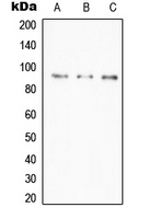 TNFAIP3 / A20 Antibody - Western blot analysis of A20 expression in HeLa (A); Daudi (B); RAW264.7 (C) whole cell lysates.