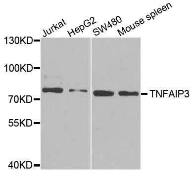 TNFAIP3 / A20 Antibody - Western blot analysis of extracts of various cell lines.