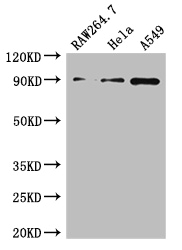 TNFAIP3 / A20 Antibody - Positive WB detected in:RAW264.7 whole cell lysate,Hela whole cell lysate,A549 whole cell lysate;All lanes:TNFAIP3 antibody at 2.7ug/ml;Secondary;Goat polyclonal to rabbit IgG at 1/50000 dilution;Predicted band size: 90 kDa;Observed band size: 90 kDa;