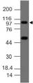TNFAIP3 / A20 Antibody - Fig-1: Expression analysis of A20. Anti-A20 antibody was tested at 4 µg/ml on THP-1 Lysate.