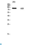 TNFAIP3 / A20 Antibody - Western Blot (WB) analysis of 3T3 using A20 antibody.