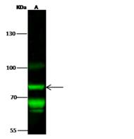 TNFAIP3 / A20 Antibody - Anti-TNFAIP3 rabbit polyclonal antibody at 1:500 dilution. Lane A: K562 Whole Cell Lysate. Lysates/proteins at 30 ug per lane. Secondary: Goat Anti-Rabbit IgG H&L (Dylight 800) at 1/10000 dilution. Developed using the Odyssey technique. Performed under reducing conditions. Predicted band size: 90 kDa. Observed band size: 82 kDa. (We are unsure as to the identity of these extra bands.)