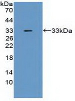 TNFAIP6 / TSG-6 Antibody - Western Blot; Sample: Recombinant TNFaIP6, Mouse.