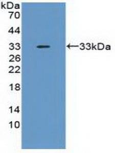 TNFAIP6 / TSG-6 Antibody - Western Blot; Sample: Recombinant TNFaIP6, Mouse.