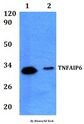 TNFAIP6 / TSG-6 Antibody - Western blot of TNFAIP6 antibody at 1:500 dilution. Lane 1: 293T whole cell lysate.