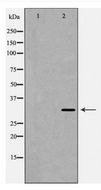 TNFAIP6 / TSG-6 Antibody - Western blot of TSG6 expression in HeLa cells