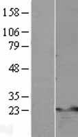 TNFAIP8 / SCC-S2 Protein - Western validation with an anti-DDK antibody * L: Control HEK293 lysate R: Over-expression lysate