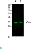 TNFAIP8L3 Antibody - Western Blot analysis of 1) 293T, 2) mouse brain cells using primary antibody diluted at 1:500 (4°C overnight) . Secondary antibody: Goat Anti-rabbit IgG IRDye 800 (diluted at 1:5000, 25°C, 1 hour).