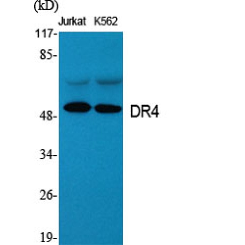 TNFRSF10A / DR4 Antibody - Western blot of DR4 antibody