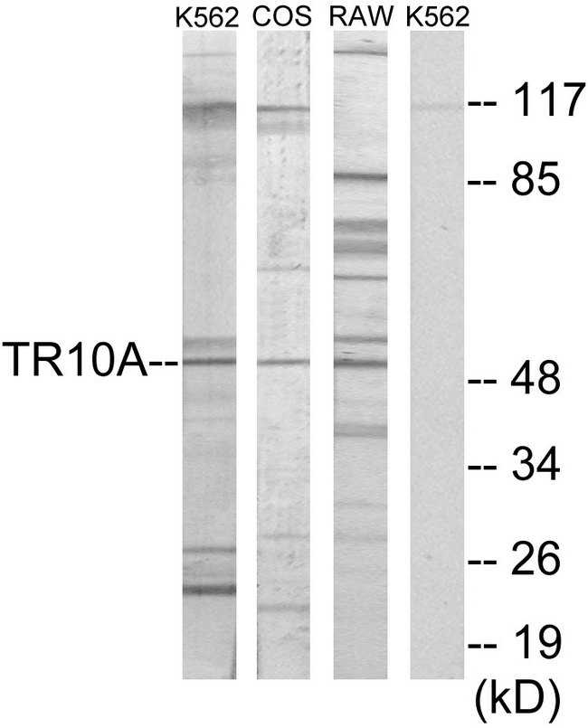TNFRSF10A / DR4 Antibody - Western blot analysis of lysates from K562 cells, COS7 cells, and RAW264.7 cells, using TR10A Antibody . The lane on the right is blocked with the synthesized peptide.