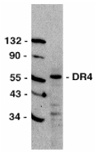 TNFRSF10A / DR4 Antibody - Western blot of DR4 in HeLa total cell lysate with DR4 antibody at 1 ug/ml.