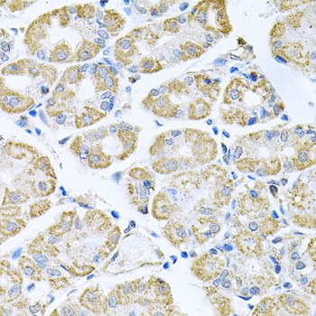 TNFRSF10A / DR4 Antibody - Immunohistochemistry of paraffin-embedded human stomach tissue.