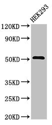 TNFRSF10A / DR4 Antibody - Positive Western Blot detected in HEK293 whole cell lysate. All lanes: TNFRSF10A antibody at 3.2 µg/ml Secondary Goat polyclonal to rabbit IgG at 1/50000 dilution. Predicted band size: 51 KDa. Observed band size: 51 KDa